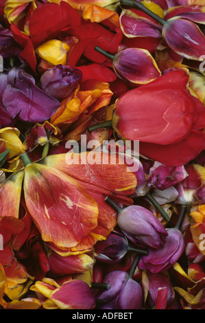 Tagliare i tulipani colorato Foto Stock