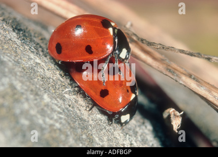 Sette-spot Coccinelle, Coccinella septempunctata. Coppia coniugata Foto Stock