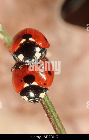 Sette-spot Coccinelle, Coccinella septempunctata. Coppia coniugata Foto Stock