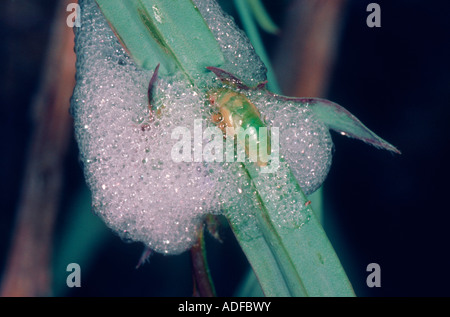 Froghopper, Famiglia Aphrophoridae. Il cuculo spiedo e ninfa Foto Stock