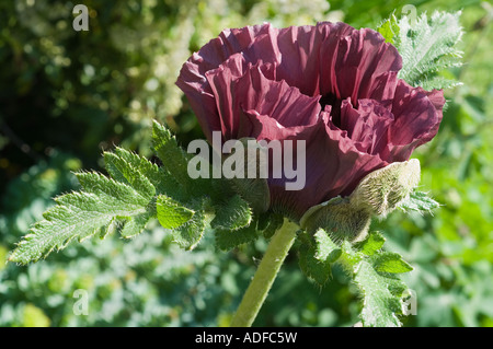 Oriental Papavero (Papaver orientale) " Patty la prugna', close-up di fiori, West Yorkshire giardino, UK, Aprile Foto Stock