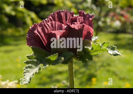 Oriental Papavero (Papaver orientale) " Patty la prugna', close-up di fiori, West Yorkshire giardino, UK, Aprile Foto Stock