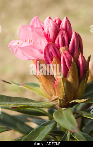 Rhododendron ponticum "Graziella' Fiore e boccioli di close-up West Yorkshire Garden Regno Unito, Europa, aprile Foto Stock