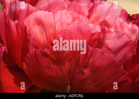 Struttura giapponese Peonia, Paeonia suffruticosa-ibrido "Taiyo' (Sun) West Yorkshire Garden Regno Unito, Aprile Foto Stock