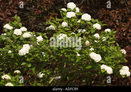 Burkwood viburnum (Viburnum x burkwoodii) fioritura nel West Yorkshire giardino, UK, Aprile Foto Stock