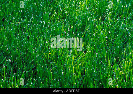 Close up di erba di rugiada Foto Stock