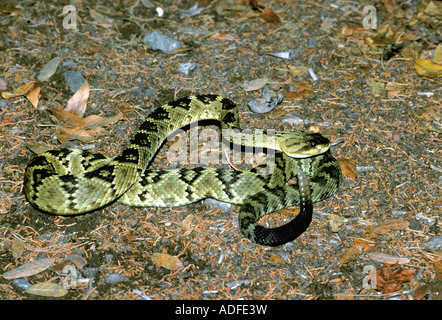 Nero-tailed Rattlesnake Crotalus molossus Chiricahua Mountains Arizona USA 21 luglio adulto dai Viperidi Foto Stock
