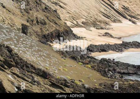 Le rocce vulcaniche e la spiaggia di sabbia, grigio Matplant (Tiquilia nesiotica) crescente sul pendio Bartolome Galapagos Ecuador America del Sud Foto Stock