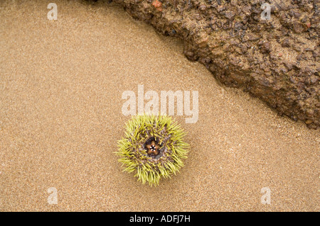 Il verde dei ricci di mare (Lytechinus semituberculatus) lavato fuori sulla spiaggia sabbiosa, Punta Cormoran, Floreana, Isole Galapagos, Ecuador Foto Stock