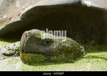 Le Galapagos La tartaruga gigante (Geochelone elephantopus porteri) sguazza nella piscina con lenticchie d'acqua, El Chato, Santa Cruz, Galapagos Foto Stock