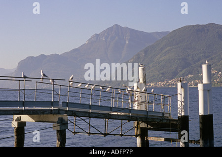 I gabbiani sul pontile di Dervio Lago di Como Italia Foto Stock