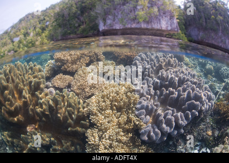 Coralli molli la linea del bordo di una scogliera tra un insieme di isole remote e in Indonesia. Foto Stock
