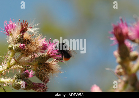 Bumble Bee alimentazione su thistle Foto Stock