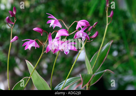 Dendrobium kingianum orchid Foto Stock