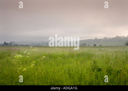 Yorkshire prato in una nebbiosa mattina, inizio estate. Foto Stock