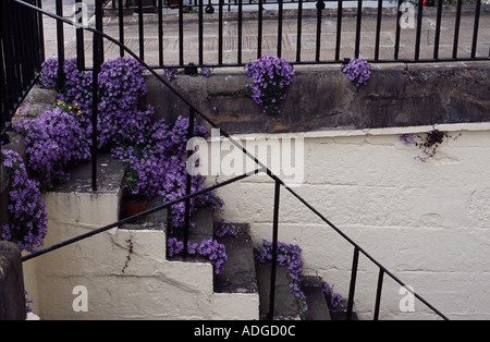 Gradini rivestiti con fioritura viola Campanula giù per un giardino flat Bath Spa, Somerset, Inghilterra, Regno Unito Foto Stock