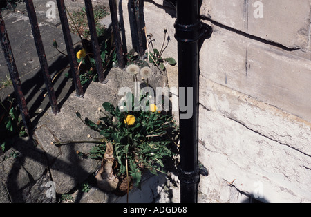 Tarassaco on stairwell Bath Spa, Somerset, Inghilterra, Regno Unito Foto Stock