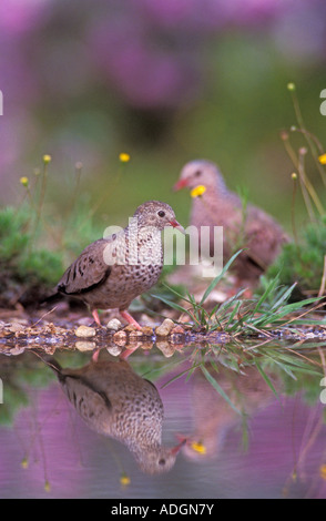 Comune Columbina Ground-Dove passerina coppia con Texas Salvia sullo sfondo il lago di Corpus Christi Texas USA Maggio 2003 Foto Stock