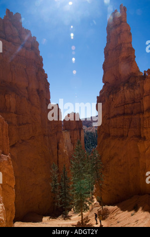 USA Utah Bryce Canyon National Park di abete Douglas alberi in un canyon colorato e pinnacoli di roccia noto come Hoodoos Foto Stock