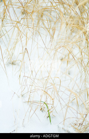 Vegetazione secca emergente dalla neve Foto Stock