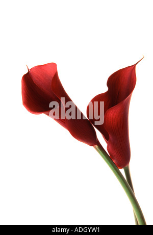 Due Calla Lilies rosse Foto Stock