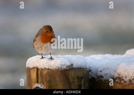 Robin in neve lago Llangorse Powys Wales UK Foto Stock