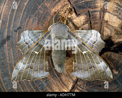 Hawkmoth pioppo Foto Stock