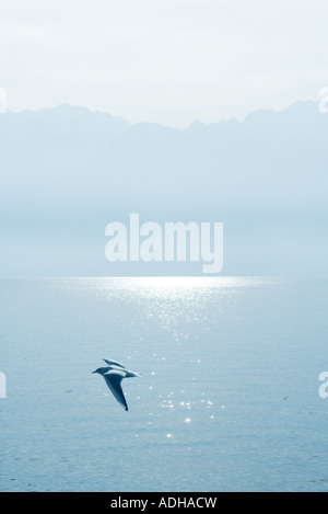 Gull volare sopra il lago Foto Stock