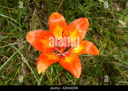 Fire Lily su un alto Carso prato in nord montagne Dinariche, Slovenia Foto Stock