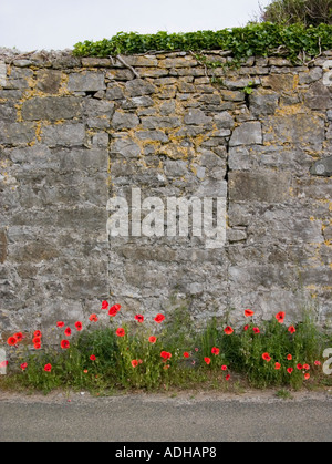 Papaveri crescita selvaggia di fronte bloccato fuori porta nel muro di pietra, "Isola di Man" Foto Stock