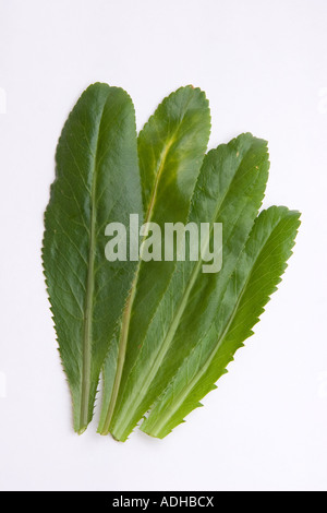 Tempo di coriandolo, Eryngium foetidum L, foglie su sfondo bianco. Foto Stock
