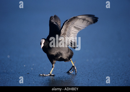 Eurasian Coot fulica atra adulto camminando sul lago ghiacciato Unteraegeri Svizzera Febbraio1997 Foto Stock