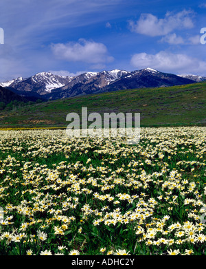 Tappeto di fiori di campo la prairie sotto le montagne di Boulder in Idaho Foto Stock