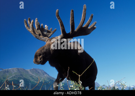 Bull Moose Alaces alces Portage Alaska captive Foto Stock