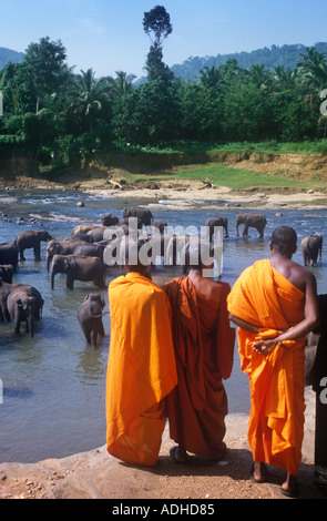 I monaci buddisti guardare gli elefanti nel fiume a Pinnewala elefante santuario dello Sri Lanka Foto Stock