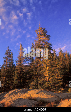 Pineta vicino Lago Caples nell'Eldorado National Forest, Sierra Nevada, in California, Stati Uniti d'America Foto Stock