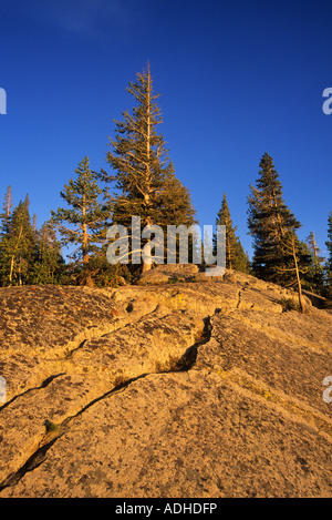 Pineta vicino Lago Caples nell'Eldorado National Forest, Sierra Nevada, in California, Stati Uniti d'America Foto Stock