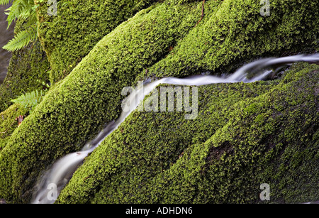 L'acqua che scorre sulle rocce di muschio in artisti Valley vicino a forno Machynlleth Wales UK Foto Stock