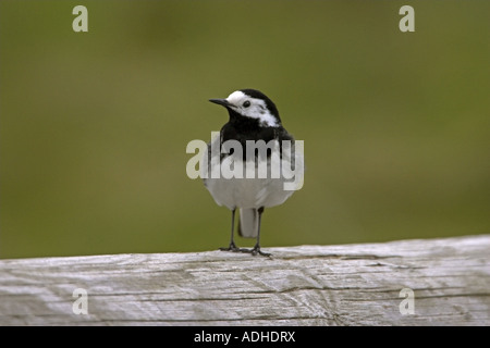 Pied Wagtail Motacilla alba yarrellii maschio adulto appollaiato su un palo Lindisfarne Northumberland Foto Stock