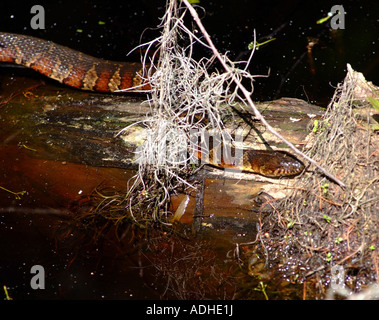 Acqua settentrionale Snake strisciando lungo il tronco di albero nella luce del sole al primo sbarco del Parco Statale di Virginia Beach Virginia STATI UNITI D'AMERICA Foto Stock