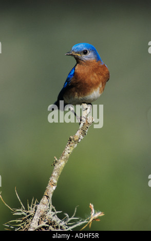 Eastern Bluebird Sialia sialis Lago maschio Corpus Christi Texas USA Aprile 2003 Foto Stock