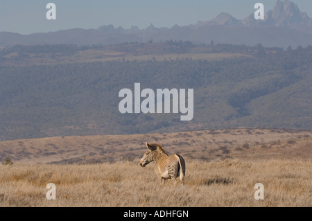 Di Grevy zebra (Equus grevyi) Foto Stock