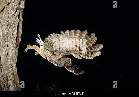 Orientale Megascops Screech-Owl asio otus asio adulto in volo lasciando cavità la Contea di Willacy Rio Grande Valley Texas USA Foto Stock