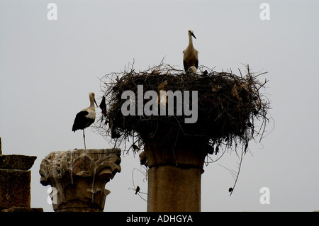 Stork sulla sommità dei pilastri della basilica nella città antica di Volubilis Zerhoun massiccio del Marocco Foto Stock