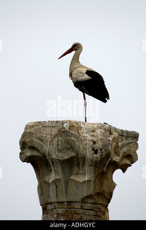 Stork sulla sommità dei pilastri della basilica nella città antica di Volubilis Zerhoun massiccio del Marocco Foto Stock