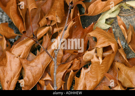 Foglie secche Foto Stock