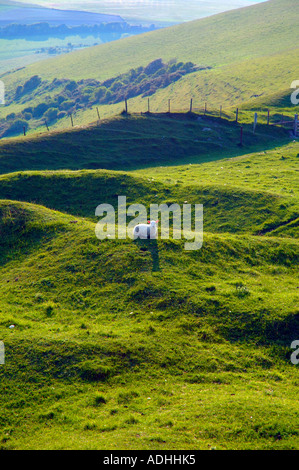 Sheep, Chillerton Down, Isle of Wight, Inghilterra, Regno Unito, GB. Foto Stock