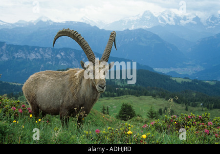 Alpine Ibex in piedi sul prato Capra ibex Foto Stock