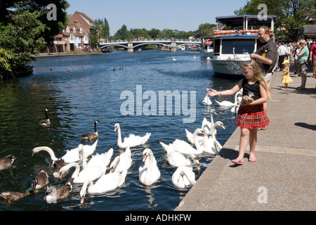 Alimentazione bambino cigni Fiume Tamigi Windsor Berkshire Foto Stock