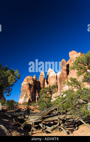 USA Utah il Parco Nazionale di Canyonlands Cedar Mesa pinnacoli di arenaria nella regione di aghi Foto Stock